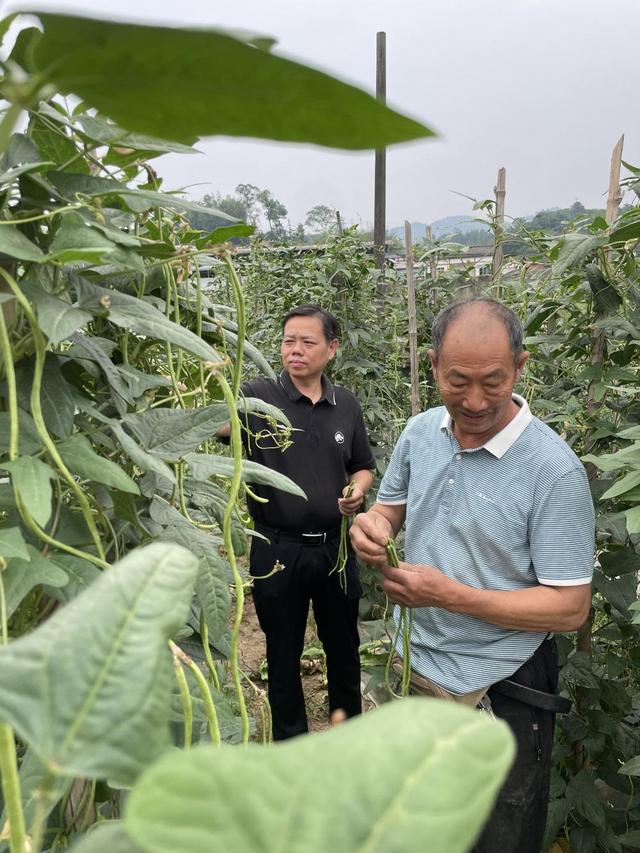 豇豆减药控残，江津菜农有“妙招”