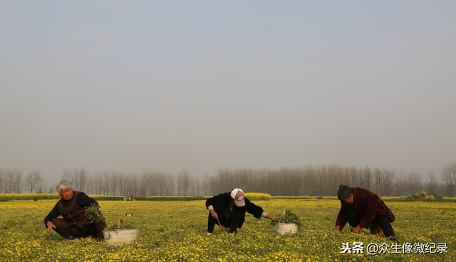 河南淮滨猫爪草成农民致富草