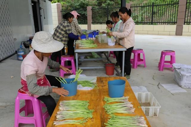 逢春岭乡：芦笋种植托起群众致富新希望