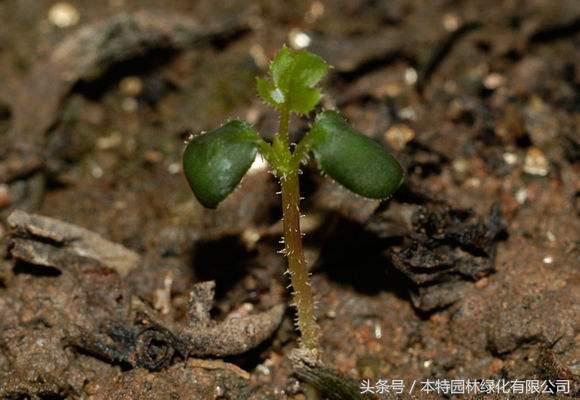 月季花有种子么，什么时候种植能发芽，发芽是多少