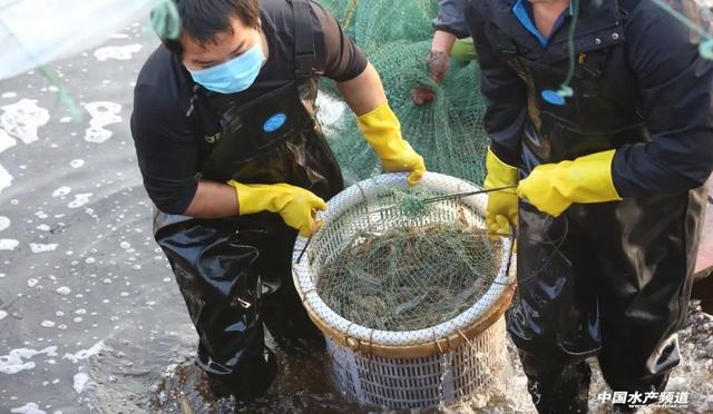 帆布池养殖在福建引围观，现在又升级了