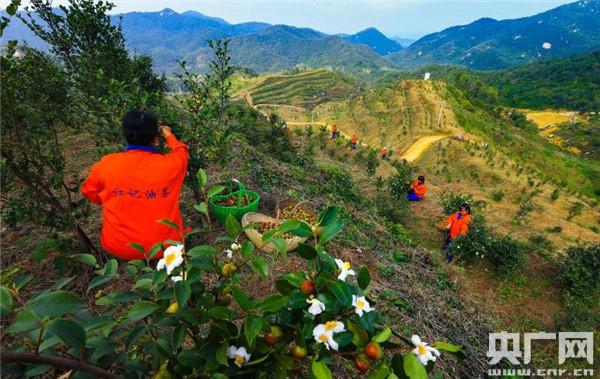 河南桐柏：有机油茶遍山岗 山区农民喜洋洋