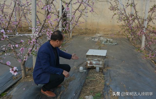 有花开，开好花，坐住果，桃树种植户了解这些不吃亏