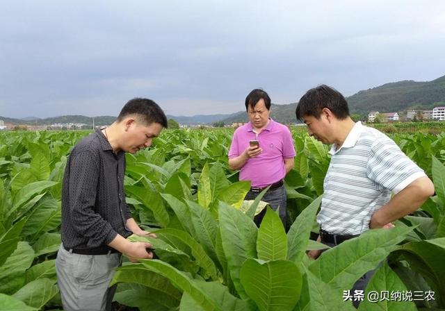 烤烟的种植制度，包括轮作、间作、套种和复种，能不断增产