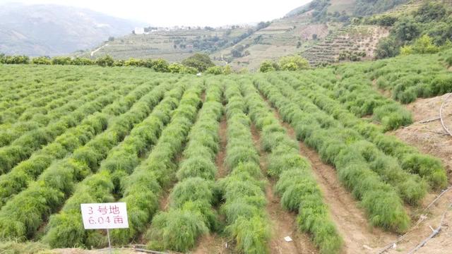 逢春岭乡：芦笋种植托起群众致富新希望