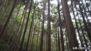 灵芝的种植技术视频(南岭山脉大山深处野货多，找野生灵芝和采蘑菇一样，同样有诀窍)