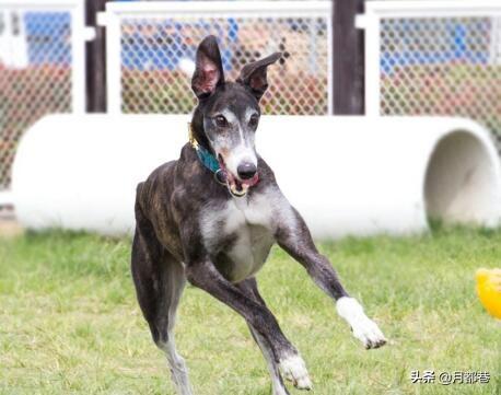 格力犬性格特征，格力犬多少钱一只？