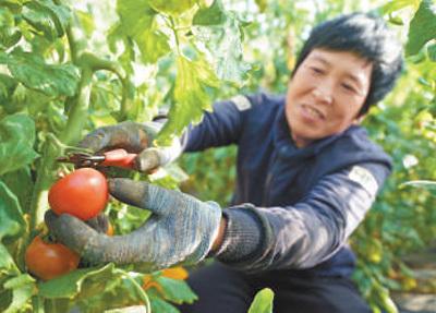 蔬菜大棚“种”出美好生活