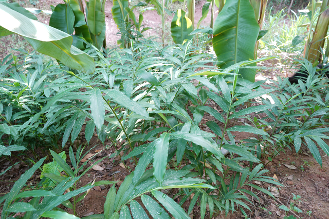 荒山“变身”生态农业基地 林下经济有“钱途”