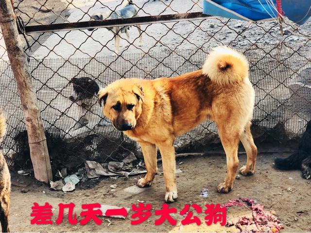 平遥大笨狗繁育基地