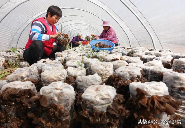 木耳种植，用代料栽培，节省了木材资源，产量高质量好