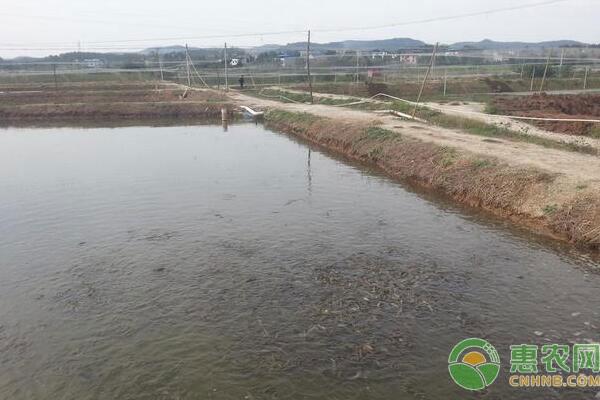 池塘养殖泥鳅需要什么样的水质？水质出现老化该如何解决？