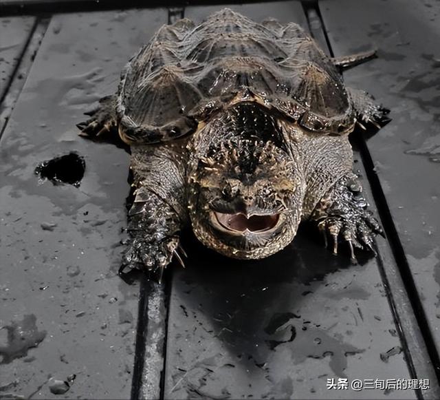 外观酷似“玄武”，身为出肉率最高的龟种，在养殖时需要注意什么