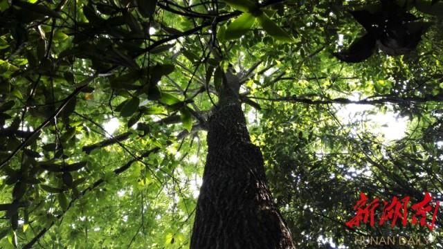 植物界大熊猫变身摇钱树 青钱柳种植项目备受关注