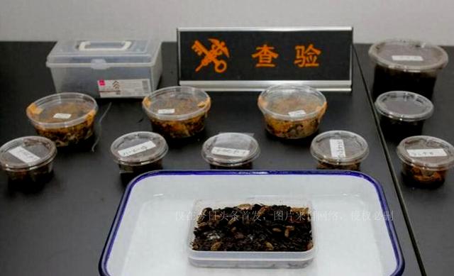 又是日本100余只活体动物被大连海关查获，鼠妇破坏力有多强