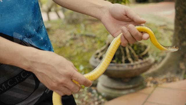 越南首都河内的蛇经济产业链，蛇菜蛇酒味道怎么样，探索揭秘蛇村