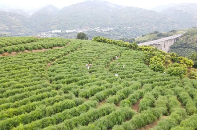 逢春岭乡：芦笋种植托起群众致富新希望