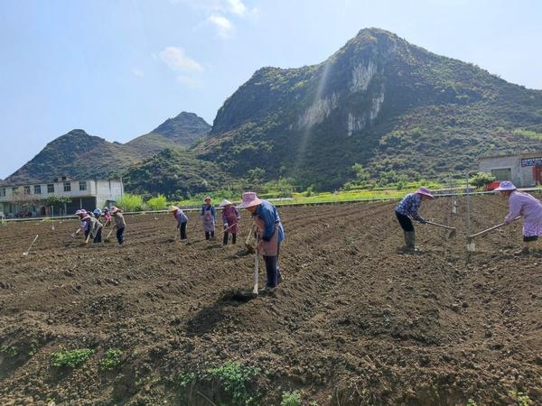 镇宁县扁担山镇：“小瓜蒌”种出致富路