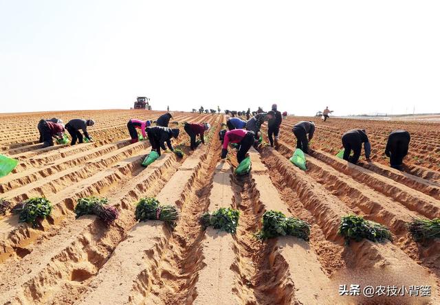 红薯藤蔓育苗和薯块育苗有何不同？红薯平栽、直栽、斜栽哪种好？