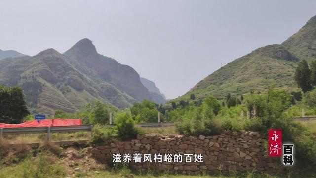 「永济百科」松林寺白皮松