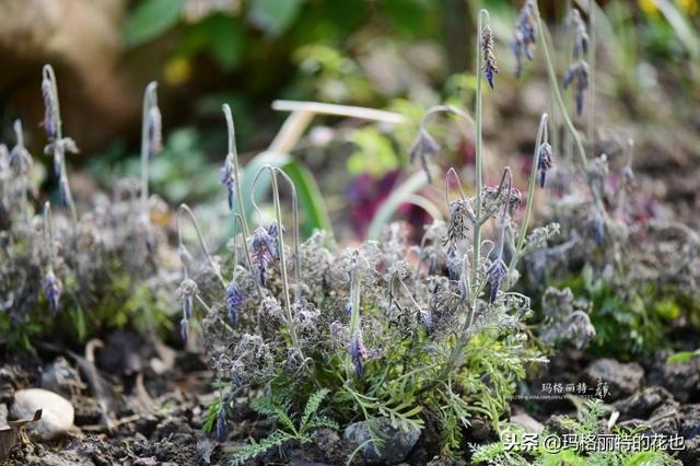 速冻后的花园植物们，你还活着吗？｜园丁