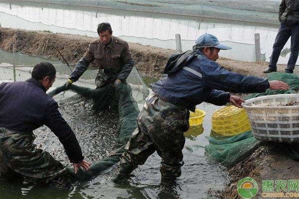 池塘养殖泥鳅需要什么样的水质？水质出现老化该如何解决？