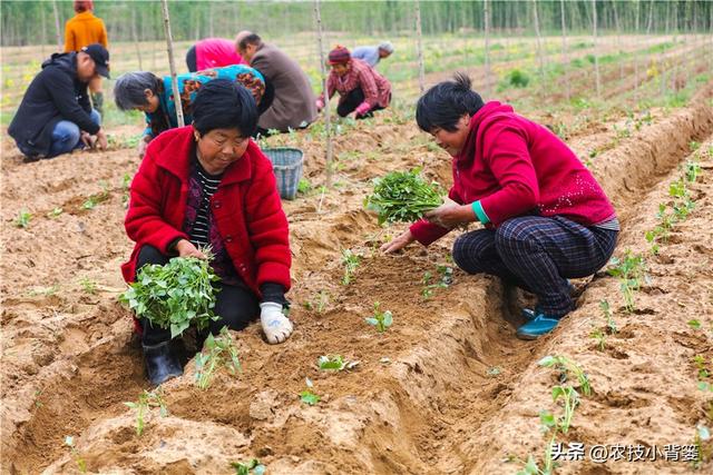 红薯藤蔓育苗和薯块育苗有何不同？红薯平栽、直栽、斜栽哪种好？