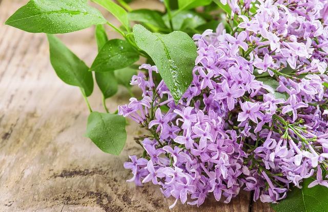 要想种植好丁香花，掌握这些方法和技巧就可以