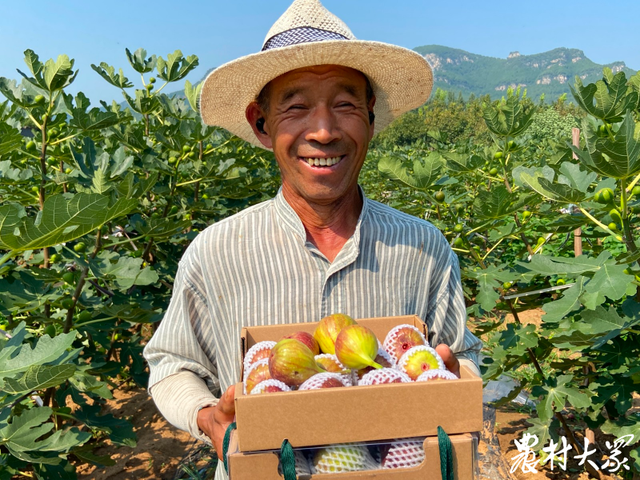 无花果熟了！这里的无花果甜了游客，更富了村民