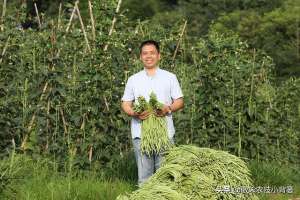 龙豆的种植技术(春季豆角怎样种植产量高？学会这些种植技巧，一茬一茬摘不完)