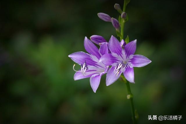 江南第一花：玉簪花，传说美丽，如此简单养护即可爆盆