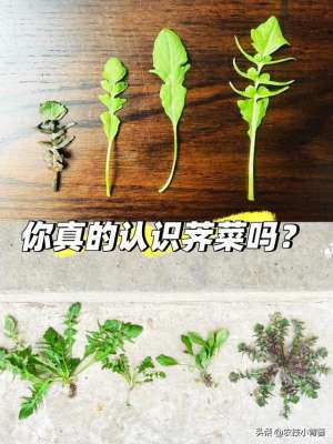 蔬菜种植表(荠菜四季都能种，种植方法很简单看完这篇文章你也能种出好荠菜)