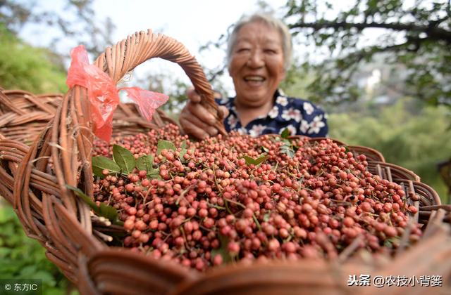 要想花椒长得好、产量高，这些种植管理方法不可少！