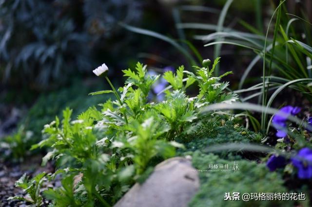 速冻后的花园植物们，你还活着吗？｜园丁