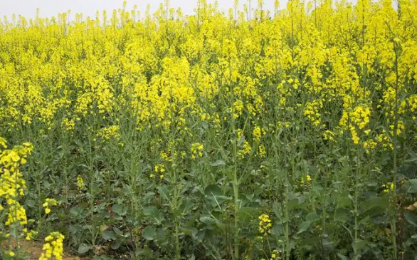 俗称“冲菜”，很多人见过却没吃过，在云南是家常菜，味道似芥菜