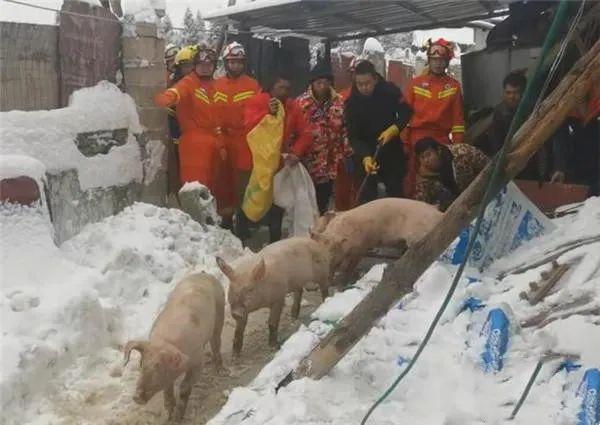 600多头猪40多头牛风雪中待援……