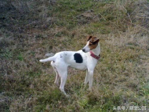 中华名犬——太仓猎犬