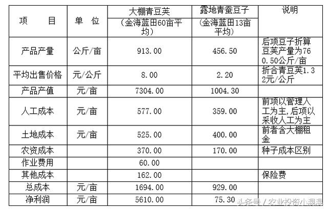 农业算大账系列：启东青蚕豆大棚种亩赚5千多，是露天种的几十倍