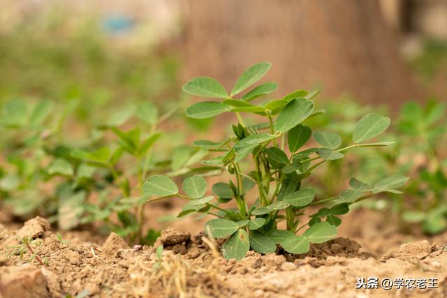 巧施肥，高产量！花生怎么施肥？基肥用量、追肥时间，你都知道吗