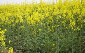 四川野菜种植(俗称“冲菜”，很多人见过却没吃过，在云南是家常菜，味道似芥菜)