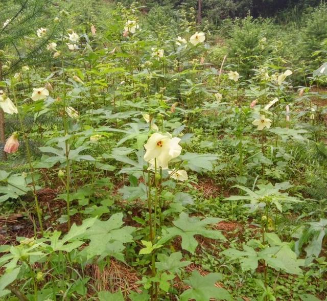 南方金花葵露地栽培技术