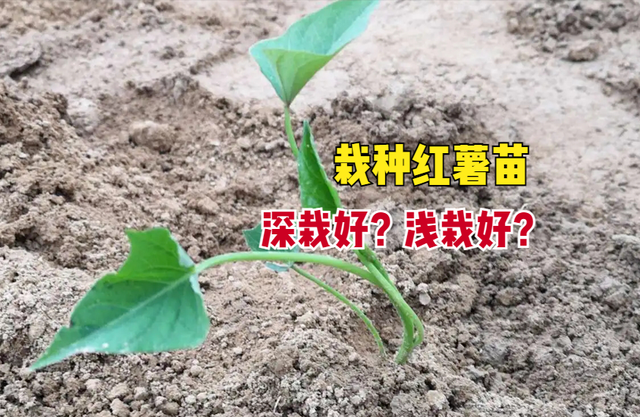 红薯苗怎么栽？深栽好还是浅栽好？掌握栽种技巧！红薯又大又高产