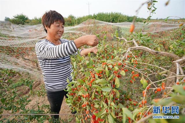 河北省巨鹿县种植的枸杞陆续进入秋季成熟期，农户抓紧农时采摘