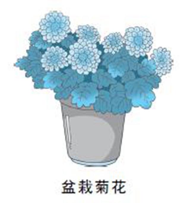 盆栽菊花如何养护？