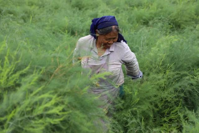 逢春岭乡：芦笋种植托起群众致富新希望