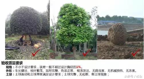 园林工程｜乔木栽植精细化管理