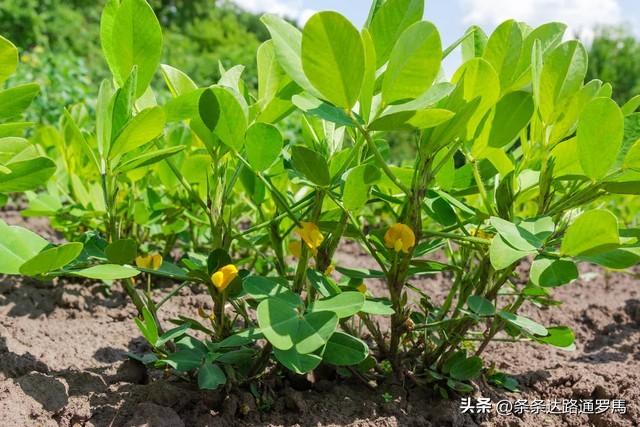 花生种植其实很简单，做好简单的几步，花生高产又高品