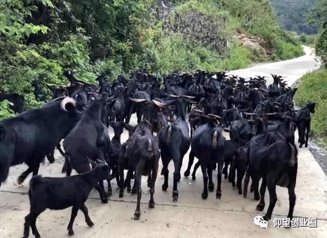 风险比养猪养鸡小，养100只，一年回本，次年纯赚20多万