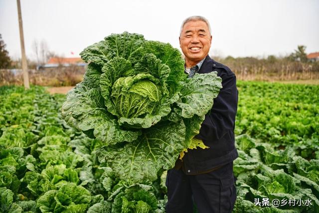 秋白菜什么时候种植？如何种植出苗快、包心好？老农种植经验分享