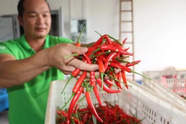 【生态鄱阳湖 绿色农产品】赣州蔬菜 加“硒”富民